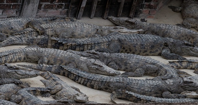 Chine: Les crocodiles évadés de retour au bercail