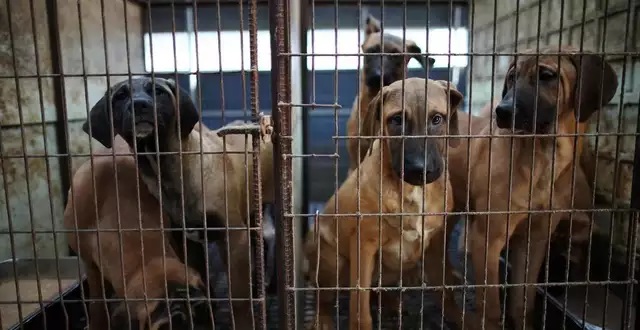Corée du Sud: Un texte interdisant le commerce de viande de chien adopté par le Parlement