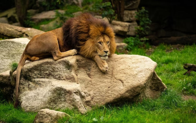 Apparition d’un animal sauvage à Khénifra et Oulmes: l’hypothèse des attaques de lion écartée par l’ANEF