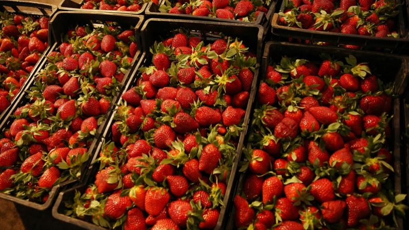 Contamination des fraises marocaines par l’hépatite A: le démenti catégorique du ministère de l’Agriculture