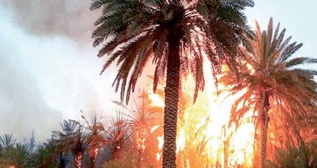 Province d’Errachidia: Un violent incendie se déclare dans l’oasis « Ouled Chaker » et ravage environ 900 palmiers
