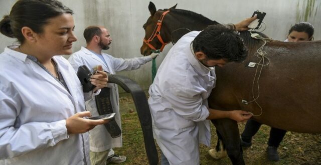 Clonage de chevaux